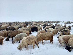 Doğu Karadeniz Yaylaları’nda Erken Görülen Kar Yağışı En Çok Onları Etkiledi