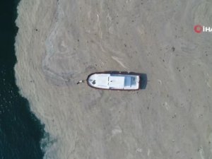 Deniz Salyası, İlkbaharda Yine Olabilir