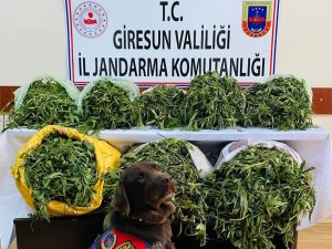 Giresun’da 26 Kilogram Kubar Esrar Yakalandı