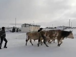 Kar Etkili Oldu: Yaylacıların Dönüş Hazırlıkları Erken Başladı