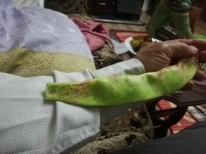 2 Bin Metrede 29 Santimetre Uzunluğunda Fasulye Yetişti