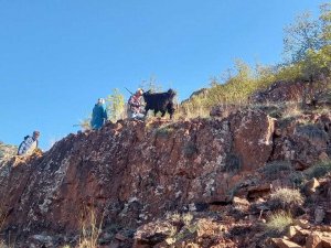 Kayalıklarda Mahsur Kalan Keçiler 3 Gün Sonra Dağcılar Tarafından Kurtarıldı