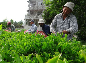Yabancı Uyruklu Çay İşçileri Gelmeyince 100 Milyon Dolar Türkiye’de Kaldı
