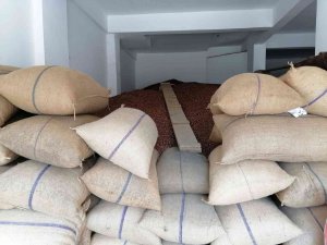 Fındık Fiyatı Haftayı 24,50 Tl’den Kapatıyor