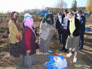 Vali Taşbilek Köse’de Kuru Fasulye Hasadına Katıldı