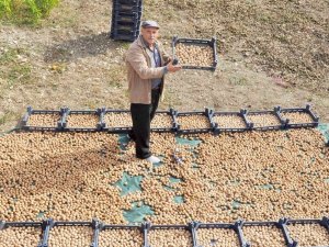 Kanatlı Hayvan Gübresiyle Ceviz Üretimini İkiye Katladı