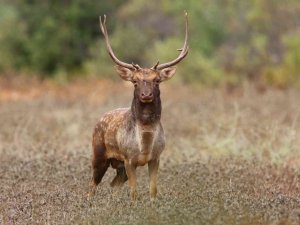 Üreme Döneminde Böğüren Ala Geyiklerin Sesi 5 Kilometre Öteden İşitiliyor