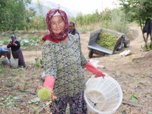 Aydın Ve İ̇zmir’de Kestane Hasadı Başladı