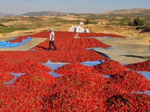 Maraş Biberinin Sofralara Yolculuğu