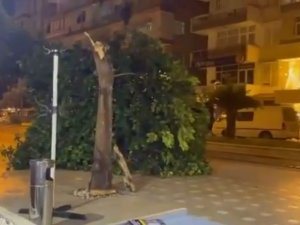 Gövdesi Çürüyen Ağaç Kaldırıma Devrildi, Bir Vatandaş Saniyelerle Altında Kalmaktan Kurtuldu