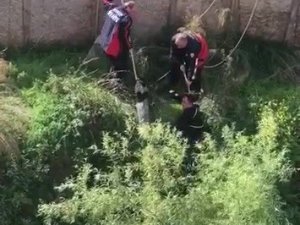 Sinop’ta Su Dolu İnşaat Çukuruna Düşen Köpeği İtfaiye Kurtardı