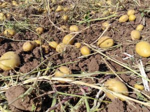 Patates Rekoltesinin Bu Yıl 5 Milyon Ton Olması Bekleniyor