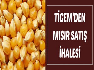 TİGEM'den dane mısır satışı