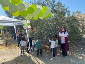 Minik Öğrenciler Zeytin Hasadı Yaptı