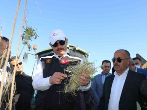 Kenevir Umut Oldu, İlk Hasat Gerçekleştirildi