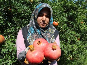 Nar İhracatında Hedef Bin 200 Ton