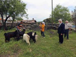 Kıl Keçisi Desteği Başvuruları Devam Ediyor