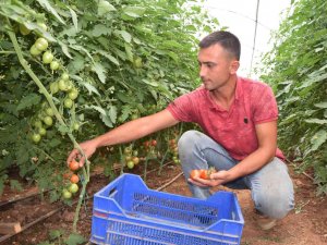 Üreticiden 13 Tl’ye Çıkan Kokteyl Domates Marketlerde 23 Tl’ye Satılıyor