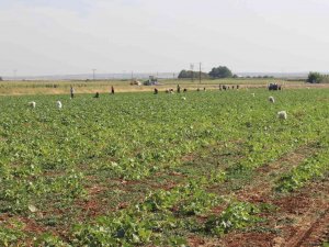 Kilis’te Turşuluk Hıtta Acur Zamanı