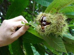 Sinop Kestanesinde En Verimli Sezon