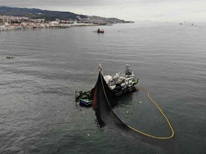 Körfeze Giren 600 Bin Ton Hamsiyi Saatler İçinde Yakaladılar
