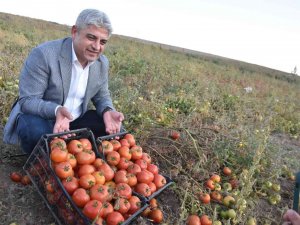 Bitlis’te 200 Bin Ton Domatesten 400 Milyon Tl Gelir Bekleniyor