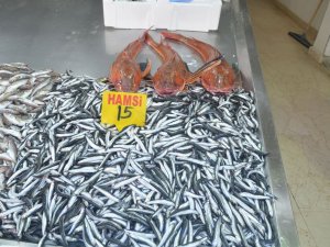 Sinop’ta 5 Kiloluk Kırlangıç Balığı Yakalandı