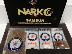 Samsun’da Satışa Hazır Bonzai İle Yakalanan Bir Kişi Gözaltına Alındı