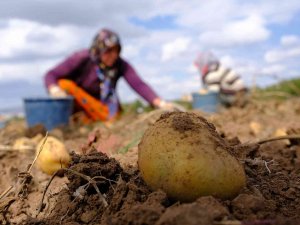 Rekoltede Rekor Kırıldı, Fiyatlar Üreticinin Yüzünü Güldürdü