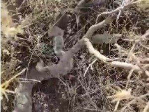 Elazığ’da Yılanın Fareyi Yutma Anı Kameralarda