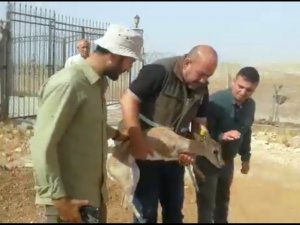 Kaçak Yolla Mersin’e Getirilen Ceylan Şanlıurfa’da Doğal Yaşam Alanına Salındı
