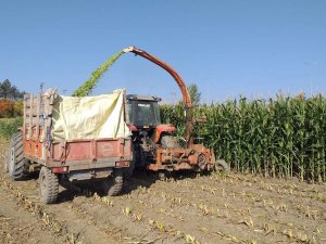 Sungurlu’da Silajlık Mısır Hasadına Başlandı