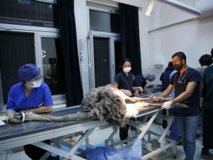 Deve Kuşu Midesinden Bıçak, Çivi, Çakmak, Plastik Boru Ve Çeşitli Yabancı Cisimler Çıkarıldı
