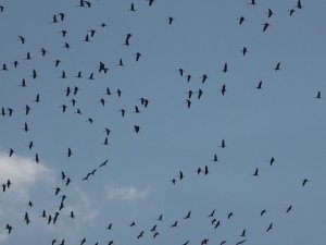 Hatay’da Göç Eden Turnaların Muhteşem Görüntüsü