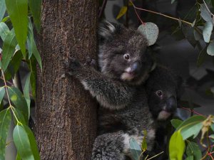 Avustralya’da 400 Koala Klamidyaya Karşı Aşılanacak