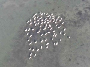 Flamingoların İ̇zmit Körfezi’ne Olan Tutkusu Fotoğraf Karesine Yansıdı