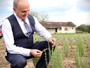 Tıbbi Aromatik Bitkiler Toprakla Buluşmaya Başladı