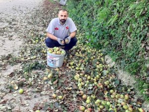 Organik Elmalar Pekmeze Dönüşüyor