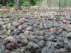 Binlerce Ton Meyve Çürümeye Terk Edildi