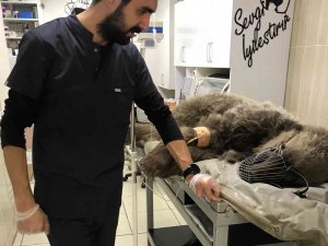 Otomobil Çarpan Ayı Tedavi Altına Alındı