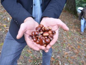 ’Nebiyan Kestanesi’ Coğrafi İşaret Yolunda