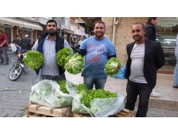 Kıvırcık Marul Çiftçinin Yüzünü Güldürdü