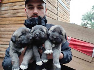 Sivas Kangallarını Bursa’da Yetiştirip Yavrularını 7 Bin Liradan Satıyor