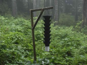 17 Bin Hektar Alana Sahip Hatila Milli Parkı’nın 700 Hektarlık Alanı İstilacı Böcek Tarafından Kuşatılmış Durumda