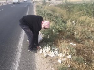 Yola Saçılan Pamuklar Geçim Kaynağı Oldu