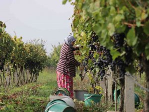 Tarlada 2, Markette 8 Lira