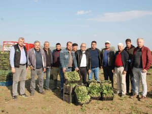 Üretici Ve İşçileri Zehirli Ispanak İddiaları Vurdu: "Haller Ispanak Almıyor"