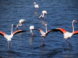 Aliağa’da Flamingoların Görüntüsü Hayran Bırakıyor