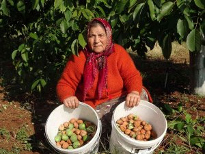 Meşhur Çameli Cevizinde Hasat Zamanı
