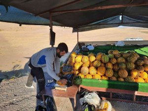 Narmikan Kavununda Hasat Başladı
